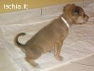 EDUCATORE PER CANI CERCASI