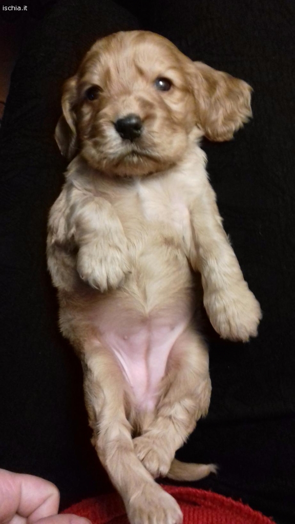 Annunci Compravendita Cuccioli Cocker Spaniel