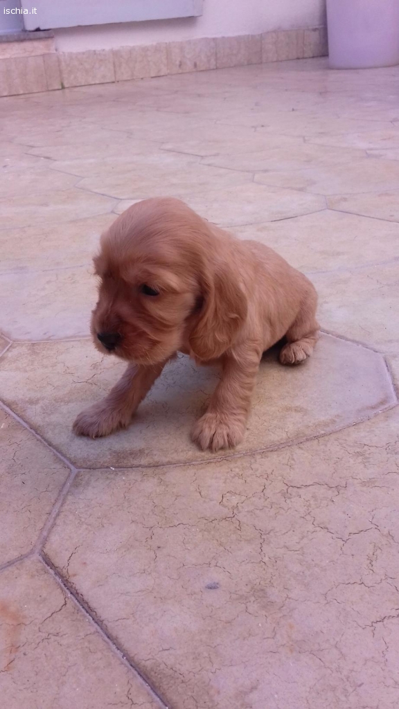 Annunci Compravendita Cuccioli Cocker Spaniel