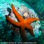 Underwater photos Ischia Regno di Nettuno