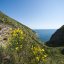 La Pelara, Panza isola d'Ischia