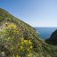 La Pelara, Panza isola d'Ischia