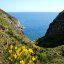 La Pelara, Panza isola d'Ischia