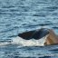 Sperm Whale in Ischia