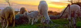 Sheep-grazing at mount Epomeo Pecore-al-pascolo-2