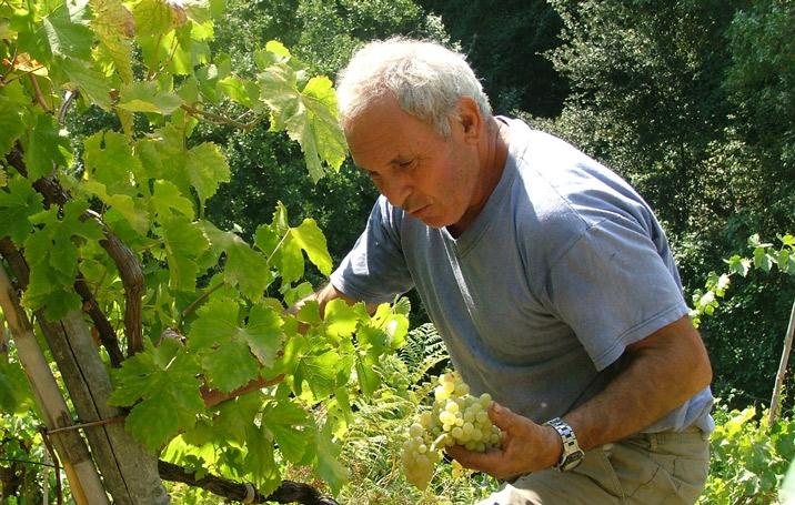 Cantine Antonio Mazzella