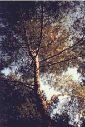Pino domestico