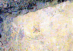 Scavi