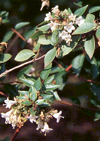 Abelia