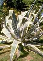 Agave