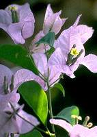 Buganvillea