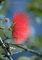 Calliandra