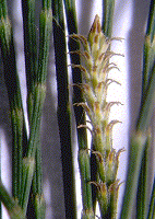 Casuarina