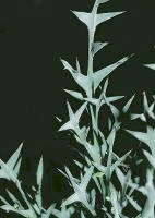 Colletia
