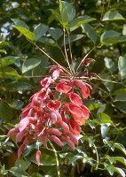 Eritrina.gif