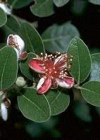 Feijoa