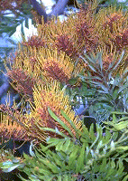 Grevillea
