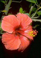 Ibiscus
