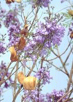 Jacaranda