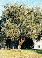 Olivo