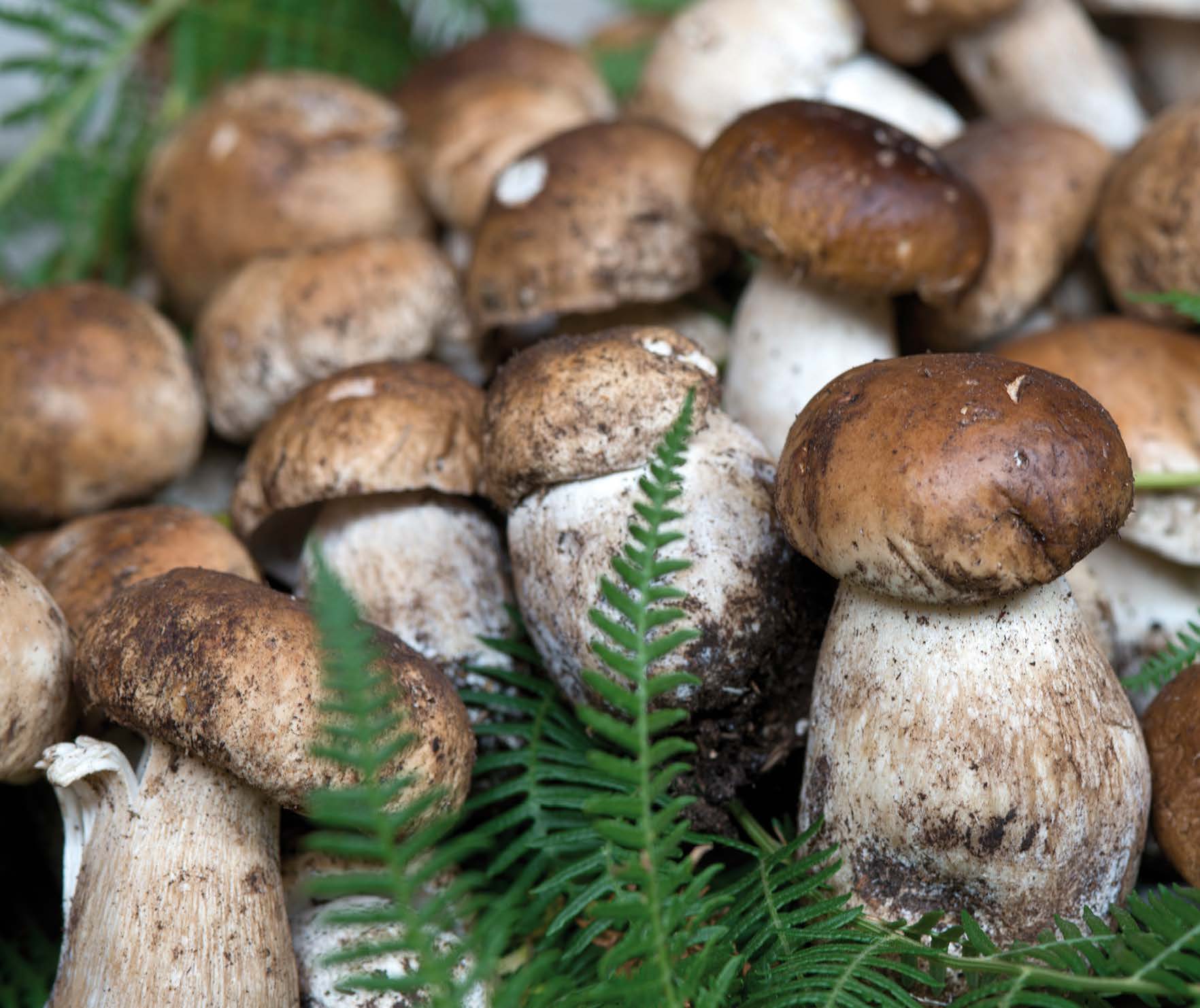 Are we all mushroom "foragers"?