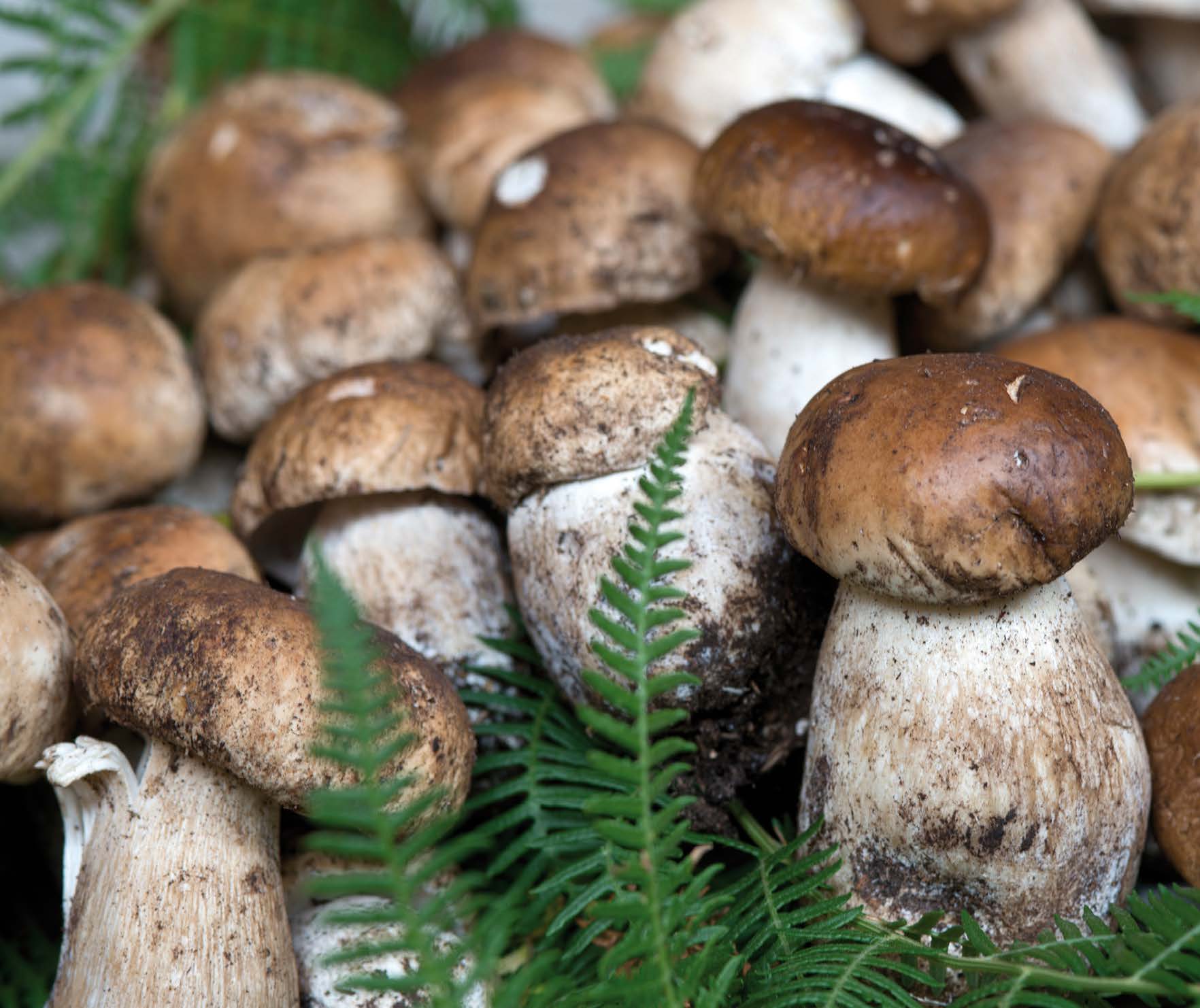 Siamo tutti cacciatori di Funghi?