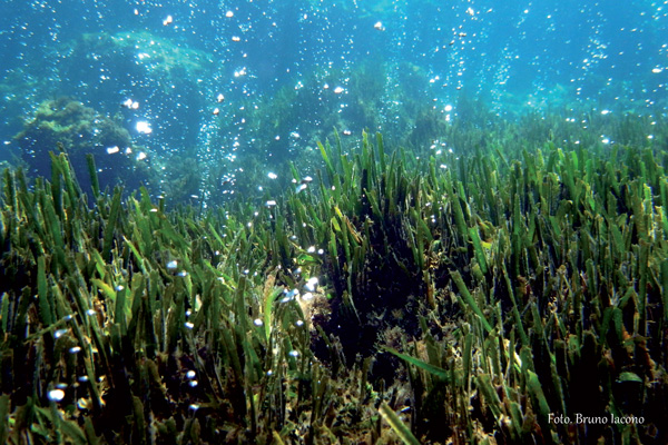 Posidonia nella zona acidifcata Castello Foto