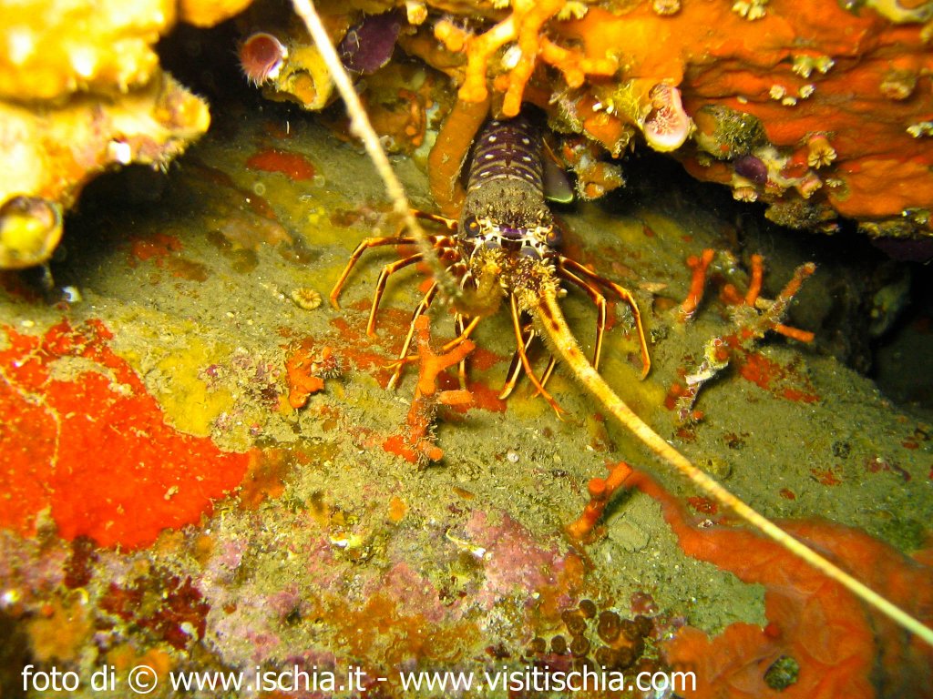 phoca thumb l diving-ischia-1