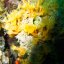 Underwater photos Ischia Regno di Nettuno