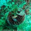 Foto subacquee Ischia regno di Nettuno