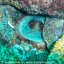 Foto subacquee Ischia regno di Nettuno