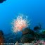 Foto subacquee Ischia Diving