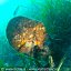 Foto subacquee Ischia Diving