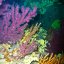 Foto subacquee Ischia Diving