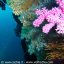 Foto subacquee Ischia regno di Nettuno