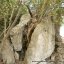 Photo of Fumaroles of Montecorvo in Ischia island