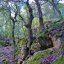 Bosco della Maddalena