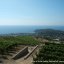 Vitigni della Tenuta Crateca isola d'Ischia