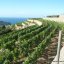 Vineyards of Tenuta Crateca Ischia island