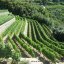 Vineyards of Tenuta Crateca Ischia island