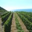 Vitigni della Tenuta Crateca isola d'Ischia