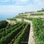 Vitigni della Tenuta Crateca isola d'Ischia