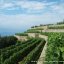 Vineyards of Tenuta Crateca Ischia island