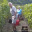 Vineyards of Tenuta Crateca Ischia island