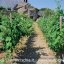 Vigneti delle cantine Pietratorcia Forio isola d'Ischia