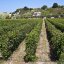 Vigneti della Tenuta Calitto Panza isola d'Ischia