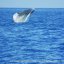 Sperm Whale in Ischia