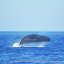 Sperm Whale in Ischia