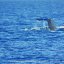 Sperm Whale in Ischia