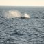 Sperm Whale in Ischia